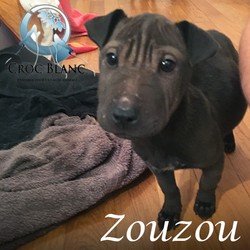 Zouzou sharpei