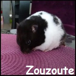 zouzoute